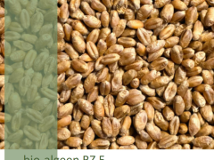bio-algeen BZ 5 seed treatment