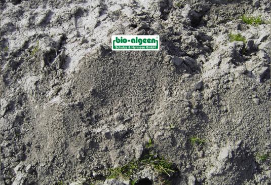 Vergleich: Bodenbeschaffenheit ohne und mit »bio-algeen«
