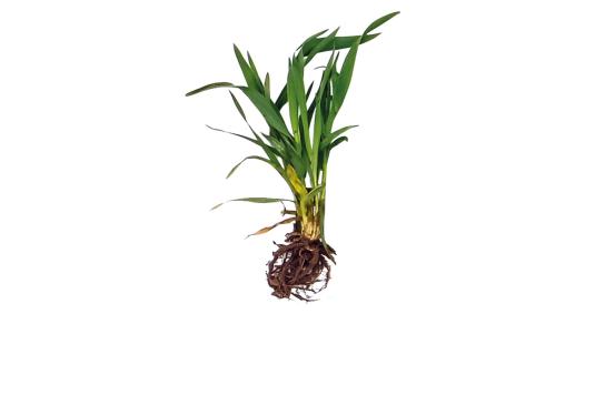 Vergleich: Gerste ohne und mit »bio-algeen«